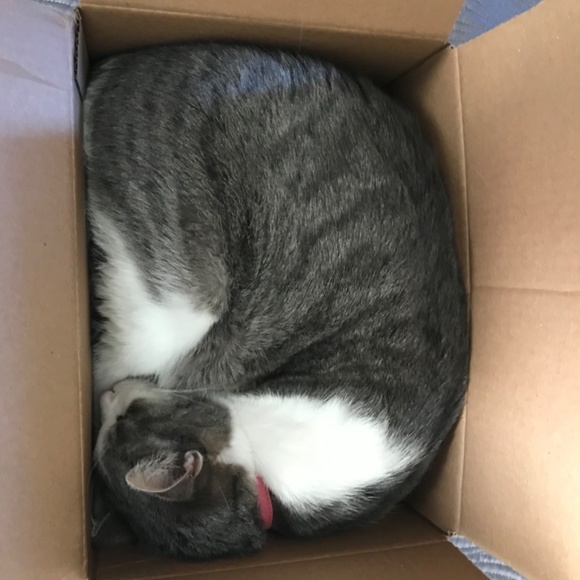 Meet your Posher, Luna - Picture 8 of 15